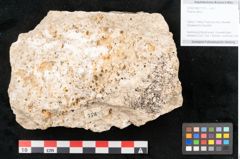 Foto (Objekt + Etikett) von Populus alba L. (NHMW-GEO-2024-0188-11312)